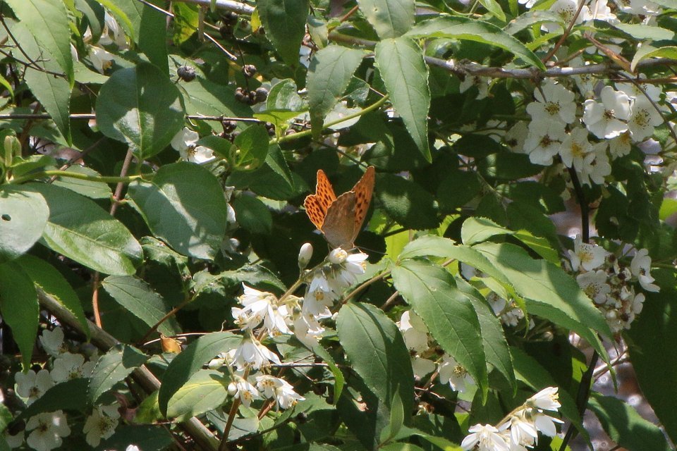 f0373486_20055798.jpg