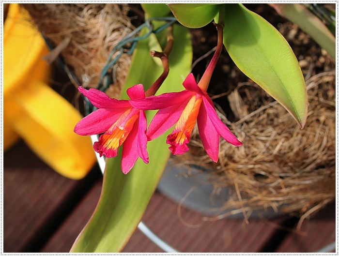 我が家の菜園での、今年初めての収穫は、きゅうり~とってもみずみずしかった\(>∀<)/_b0175688_20240176.jpg