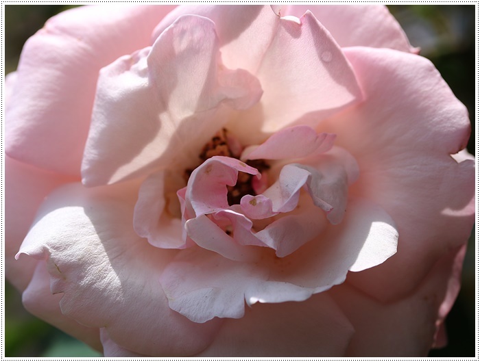 我が家の菜園での、今年初めての収穫は、きゅうり~とってもみずみずしかった\(>∀<)/_b0175688_20240849.jpg