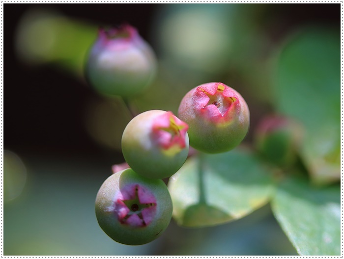 我が家の菜園での、今年初めての収穫は、きゅうり~とってもみずみずしかった\(>∀<)/_b0175688_20242689.jpg