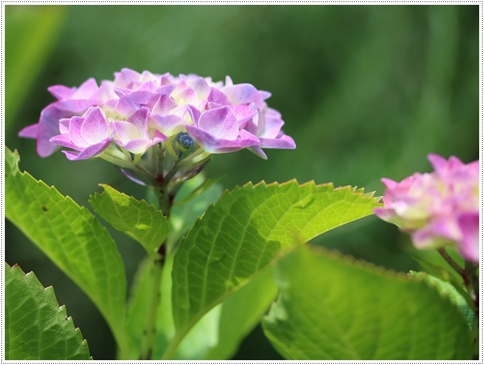 我が家の菜園での、今年初めての収穫は、きゅうり~とってもみずみずしかった\(>∀<)/_b0175688_20282843.jpg