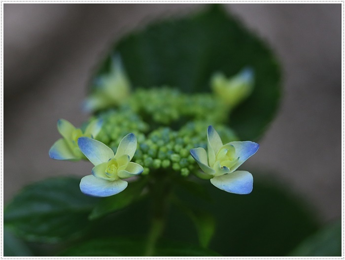 我が家の菜園での、今年初めての収穫は、きゅうり~とってもみずみずしかった\(>∀<)/_b0175688_20292779.jpg