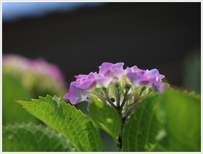 我が家の菜園での、今年初めての収穫は、きゅうり~とってもみずみずしかった\(>∀<)/_b0175688_20301125.jpg