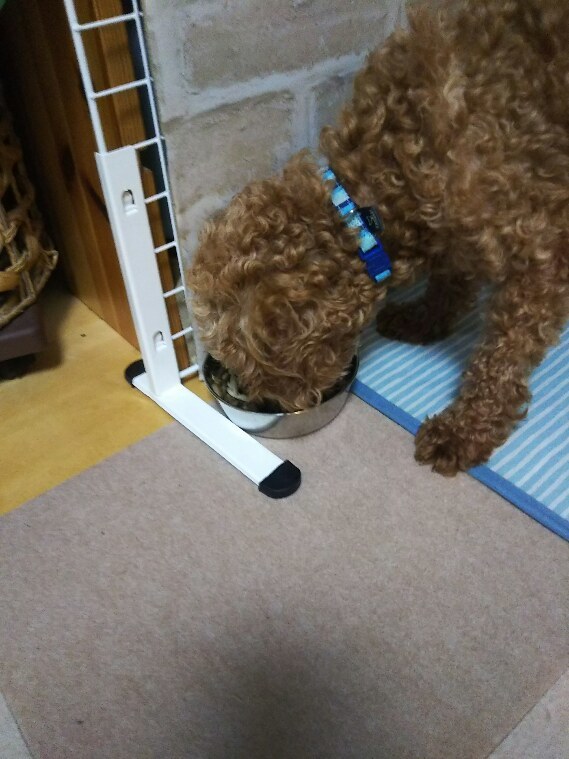 No.4283 6月1日(土):嘔吐・・(私ではありません)_b0113993_08185632.jpg