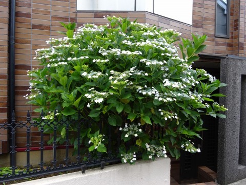 c0322794_14384559.jpg