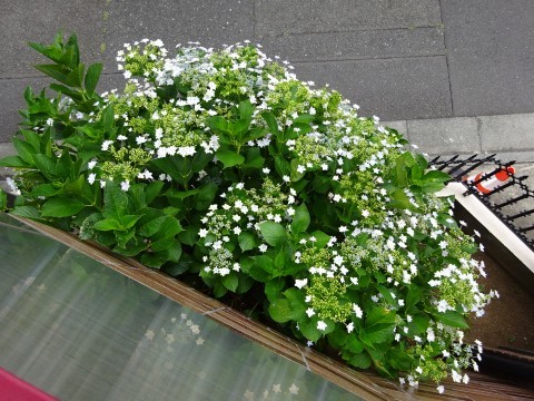 c0322794_14390656.jpg