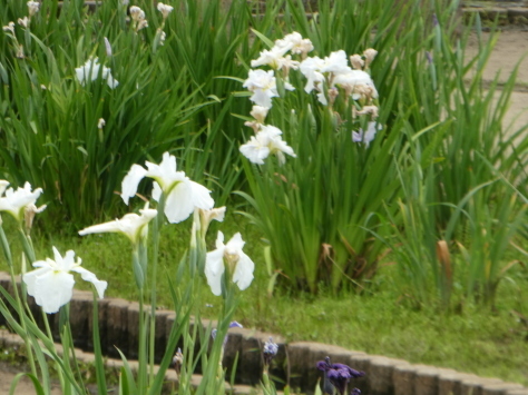 2０19年6月2日　　家族　隼人宅基礎工時と上棟　乙戸沼公園の桜　 乙戸沼公園菖蒲（2017年5月28日）その11_d0249595_14542584.jpg