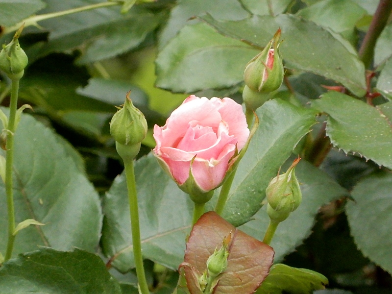 e0025300_21273259.jpg