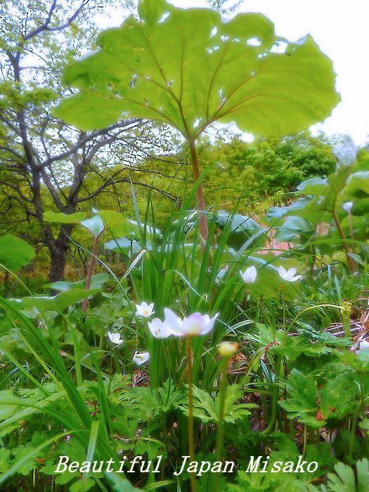 ニリンソウの咲く頃に～♪･ﾟ☆､･：`☆･･ﾟ･ﾟ☆。。白骨温泉_c0067206_16305856.jpg