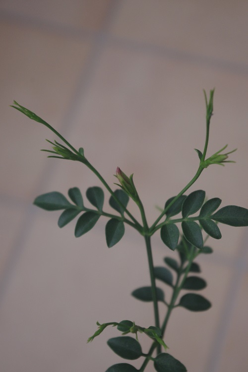 c0147909_18122157.jpg