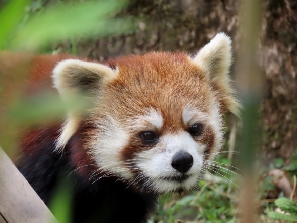 埼玉県こども動物自然公園と群馬サファリパークの旅行記を姉妹ブログ「レッサーパンダ紀行」にアップしました_e0400609_17443214.jpg