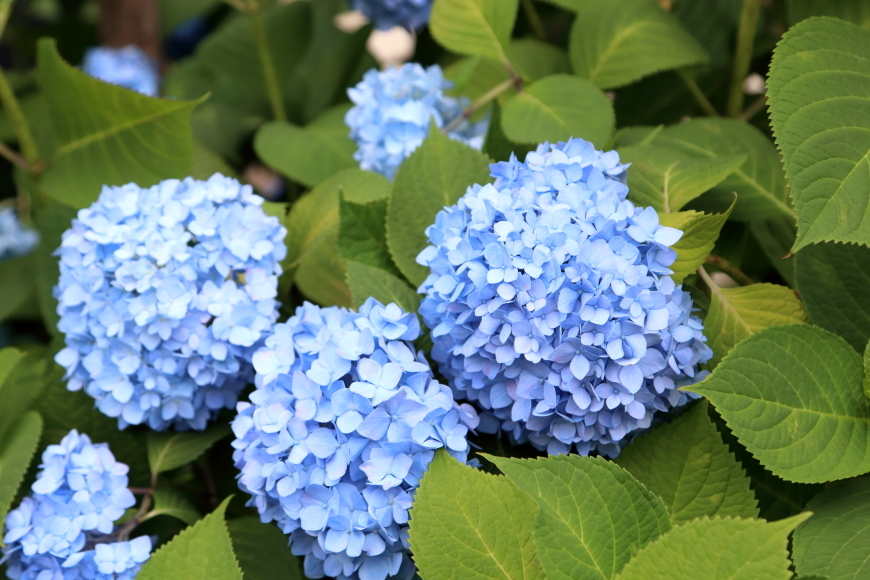 煙があったりなかったり… - 2019年初夏・上越線 -_b0190710_17534452.jpg