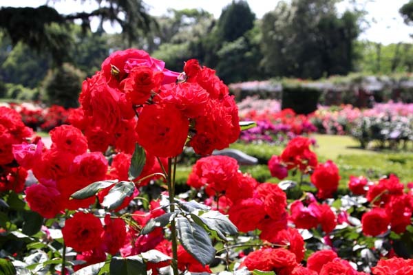 6月の植物園1　バラとギガンテウム_e0048413_21265623.jpg