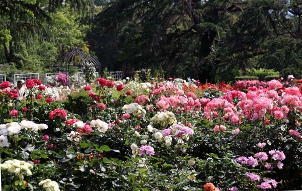 6月の植物園1　バラとギガンテウム_e0048413_21265957.jpg