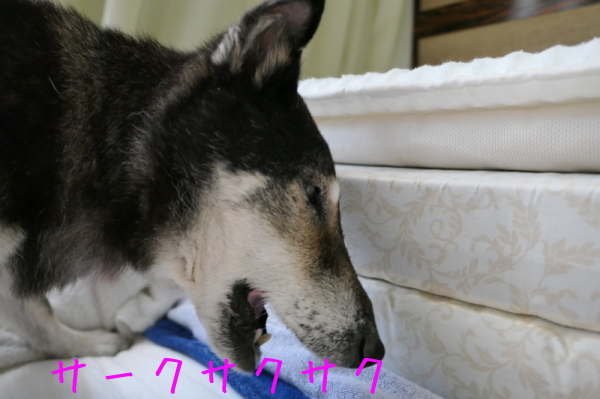f0369014_12490630.jpg