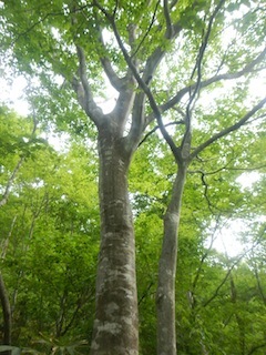 瓢箪から駒、的な…三角点踏査・朽ケ洞_c0359615_20201930.jpg