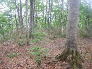 瓢箪から駒、的な…三角点踏査・朽ケ洞_c0359615_20203010.jpg