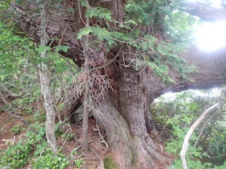 瓢箪から駒、的な…三角点踏査・朽ケ洞_c0359615_20214727.jpg