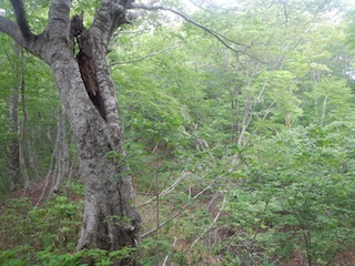 瓢箪から駒、的な…三角点踏査・朽ケ洞_c0359615_20220516.jpg