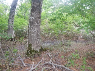瓢箪から駒、的な…三角点踏査・朽ケ洞_c0359615_20223030.jpg