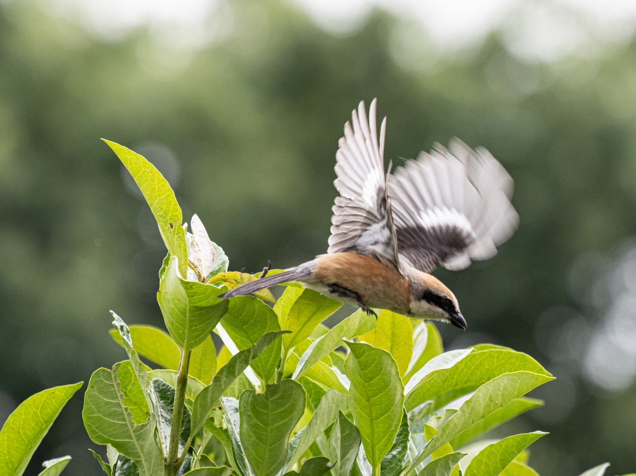 百舌鳥の飛翔のあれこれ_d0192516_20104056.jpg