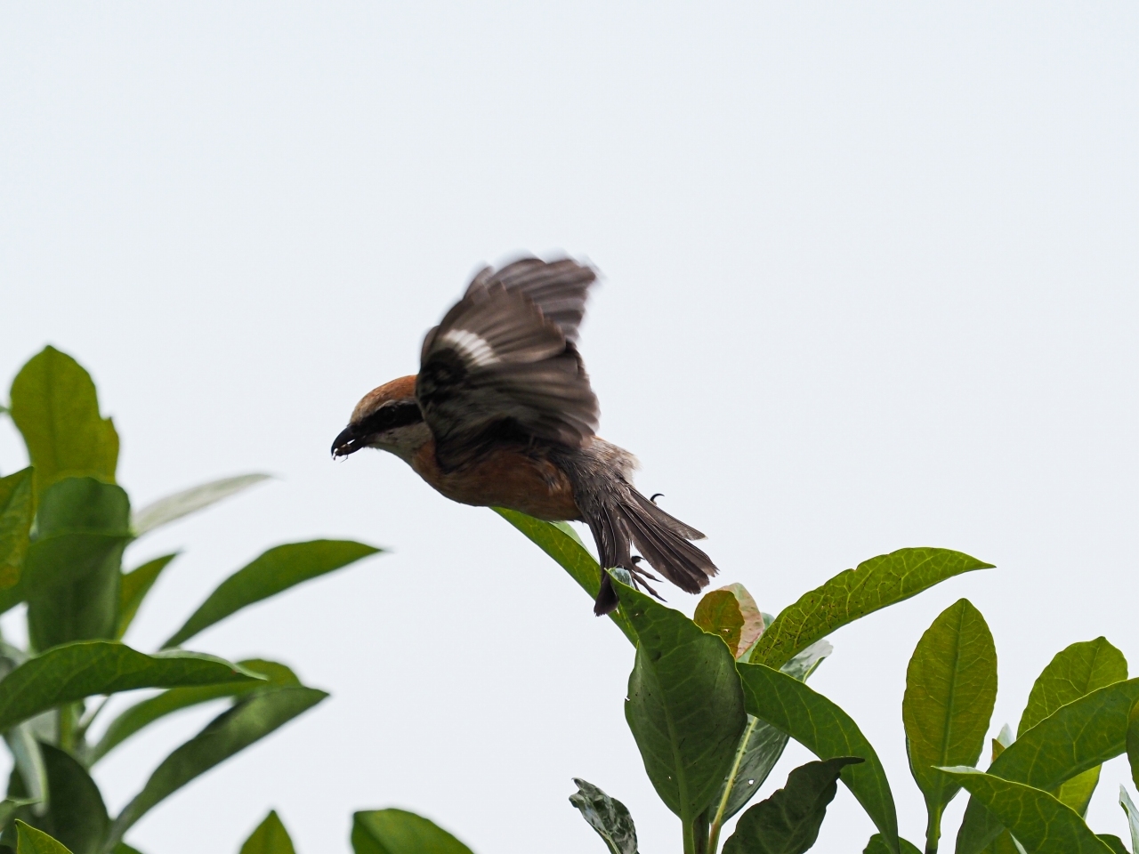 百舌鳥の飛翔のあれこれ_d0192516_20110730.jpg