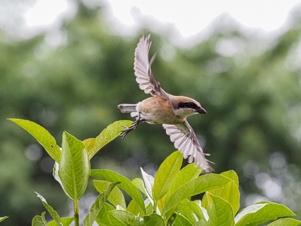 百舌鳥の飛翔のあれこれ_d0192516_20455632.jpg