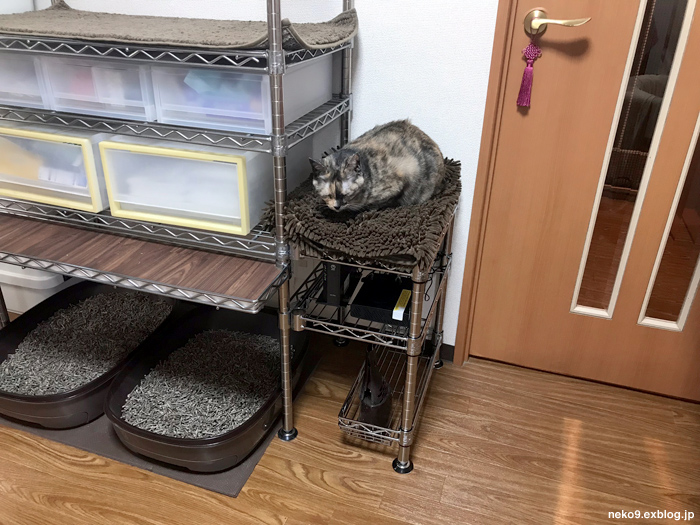 猫と引っ越し まとめ8 新居の地震対策 ホームエレクターのポストを自分でカット 賃貸ネコ暮らし 賃貸住宅でネコを室内飼いする工夫 猫と引っ越し まとめ8 新居の地震対策 ホームエレクターのポストを自分でカット 賃貸ネコ暮らし 賃貸住宅でネコを室内飼いする工夫