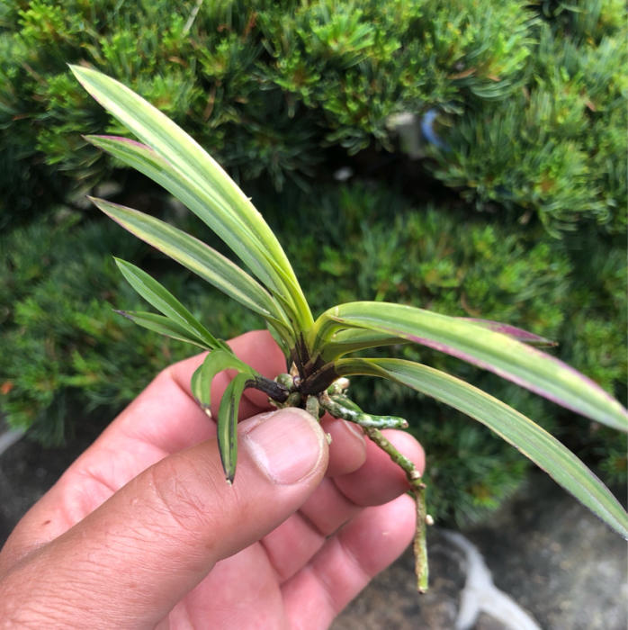 富貴蘭　至楽 至楽 - 富貴蘭讃歌