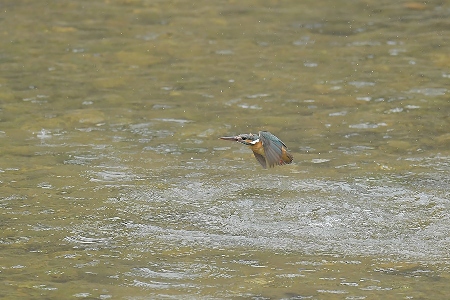 190602 独りぼっちの川_c0278820_17085110.jpg