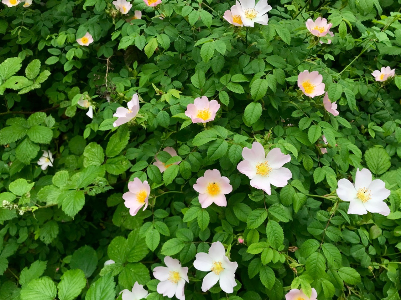 初夏の花たち バラ イヌバラ ポピー カウパセリ ロンドン ２人暮らし