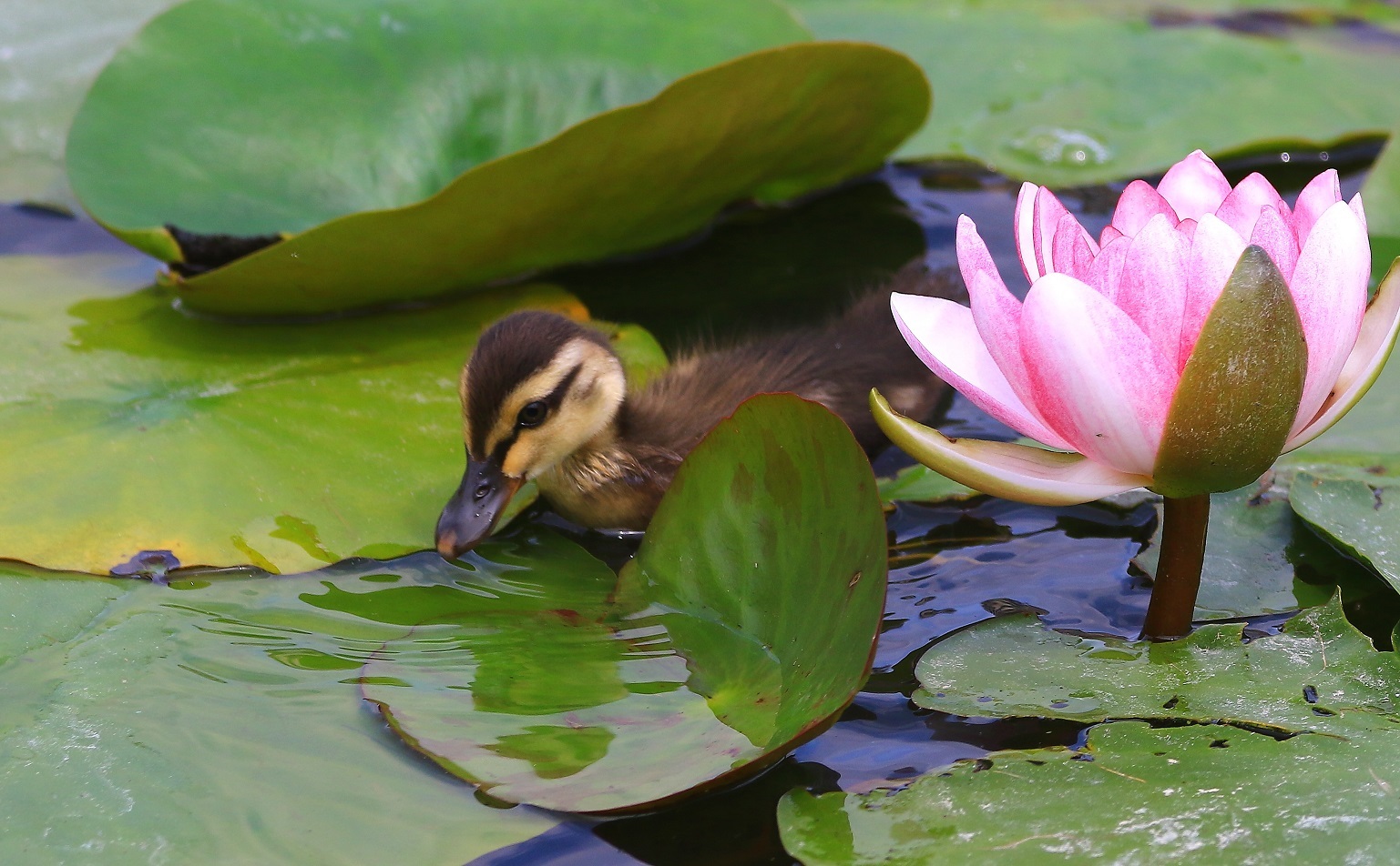 睡蓮とカルガモ : akkyanの鳥撮リ行脚