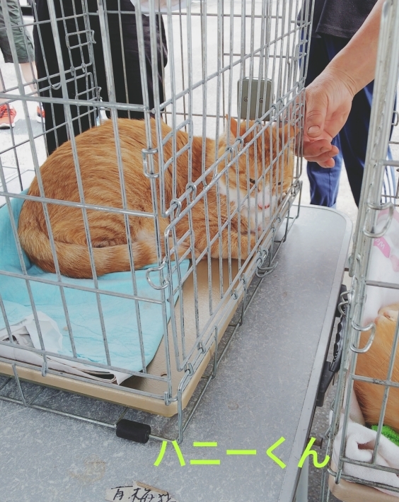 今日の里親会_d0233224_02045900.jpg