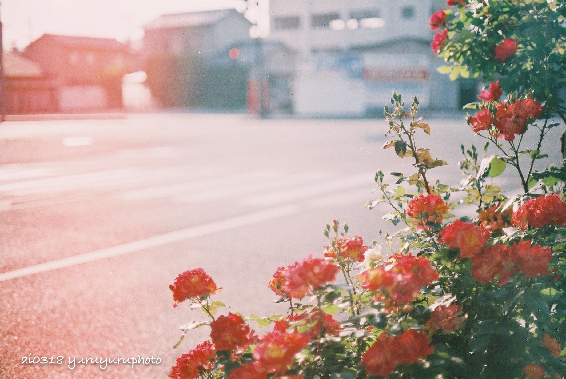 赤い光と赤い薔薇 Yuruyuru Photograph