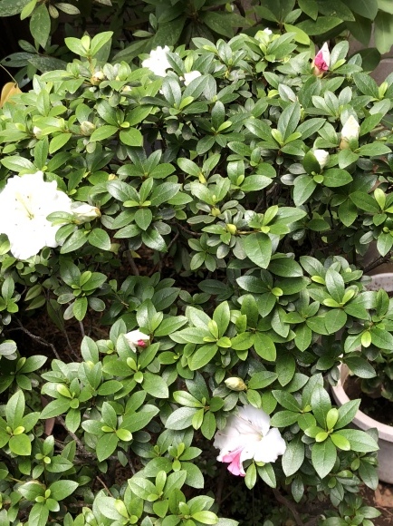 b0164428_14453125.jpeg