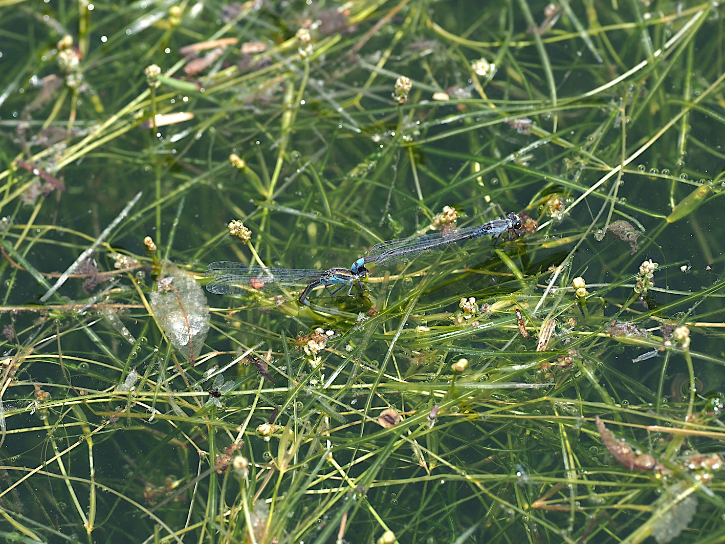 d0303129_227147.jpg