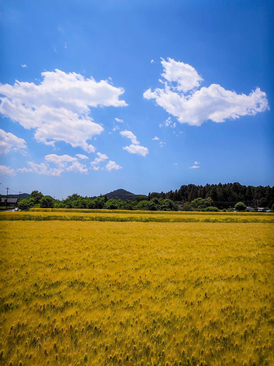 2019.5.24初夏の風景(栃木県塩谷町)_e0321032_13134893.jpg