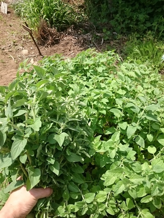 苗作りと虫除け薬の仕込み Suichion 苗作りと虫除け薬の仕込み Suichion