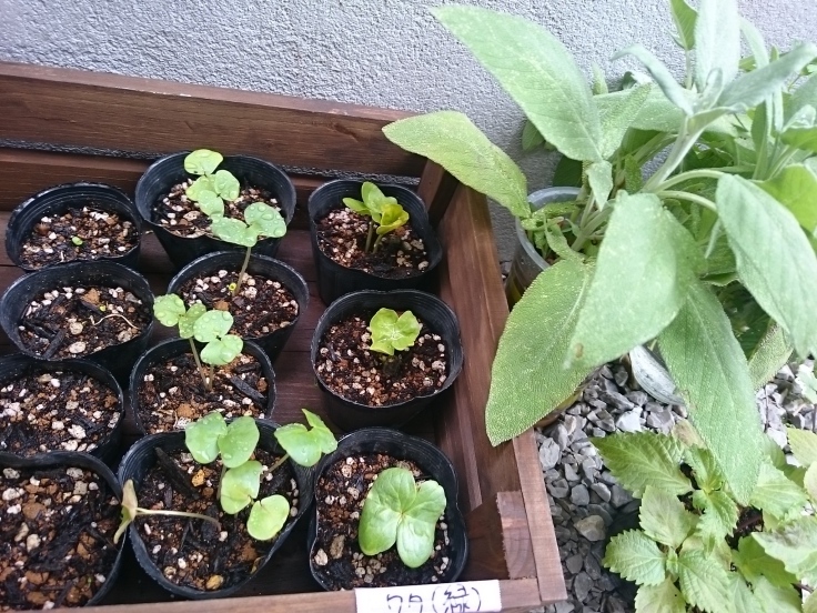 苗作りと虫除け薬の仕込み Suichion 苗作りと虫除け薬の仕込み Suichion