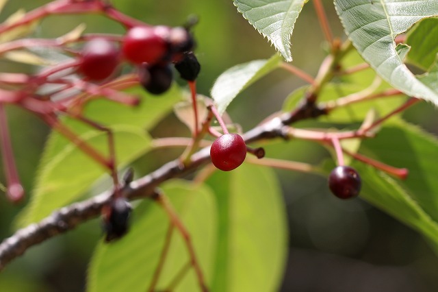 a0242438_16380950.jpg