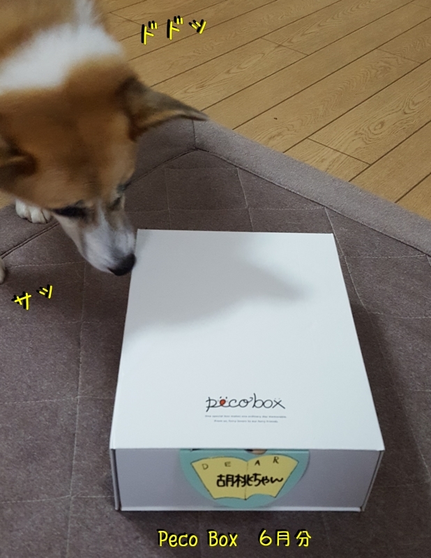 ６月の Peco Box ♡ for Dogs_a0353444_16244310.jpg