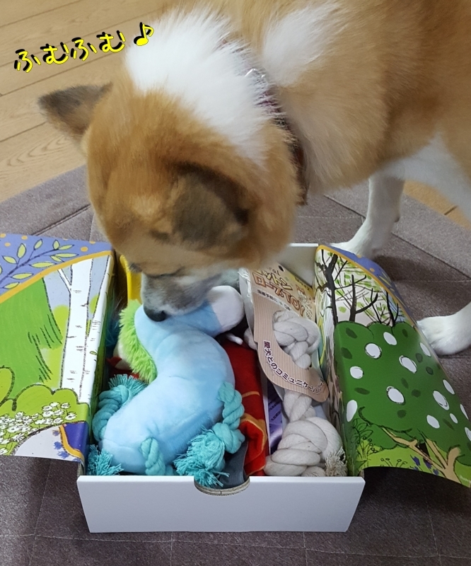 ６月の Peco Box ♡ for Dogs_a0353444_16300231.jpg