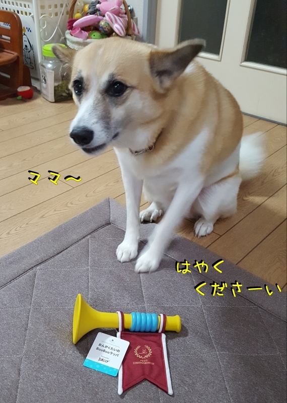 ６月の Peco Box ♡ for Dogs_a0353444_16491773.jpg