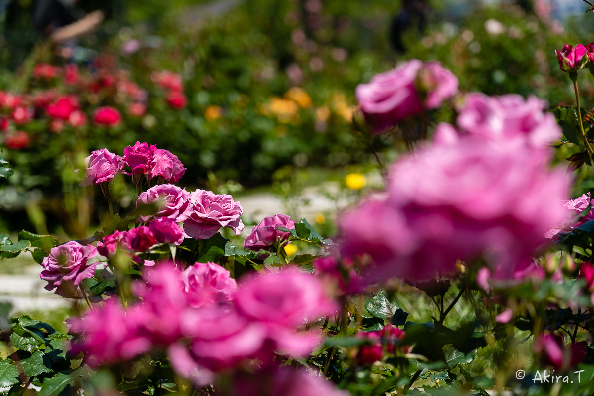 薔薇 2019 -3- 中之島公園_f0152550_22233482.jpg