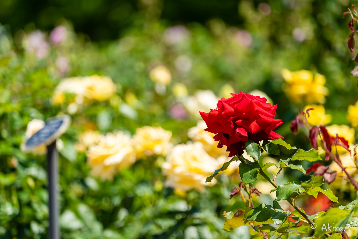 薔薇 2019 -3- 中之島公園_f0152550_22250980.jpg