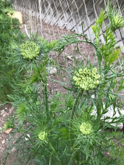 人参の花とワラビの小宇宙・・・_b0100253_21501777.jpg