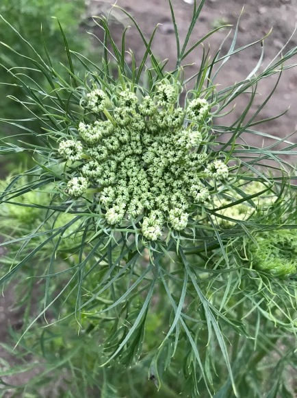 人参の花とワラビの小宇宙・・・_b0100253_21522187.jpg