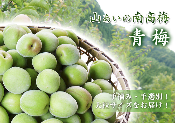 山あいの南高梅（青梅・完熟梅）令和元年度の出荷予定分完売御礼