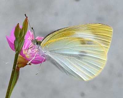 e0035757_19562649.jpg