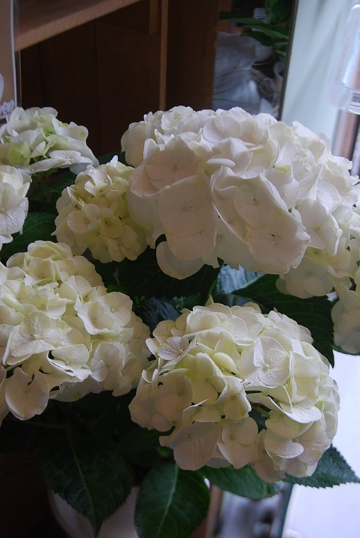 花鉢、花苗入荷しました。_a0201358_16101478.jpg